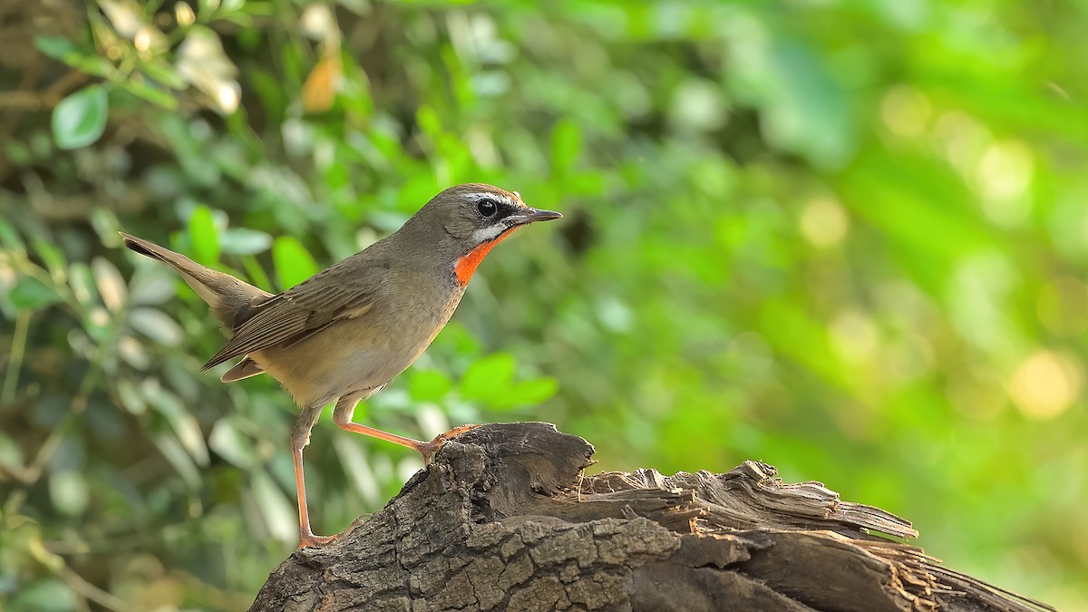 Siberian Rubythroat - xiwen CHEN
