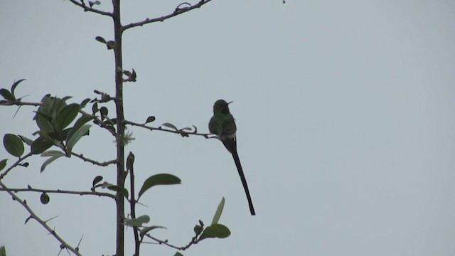 Black-tailed Trainbearer - ML216050121