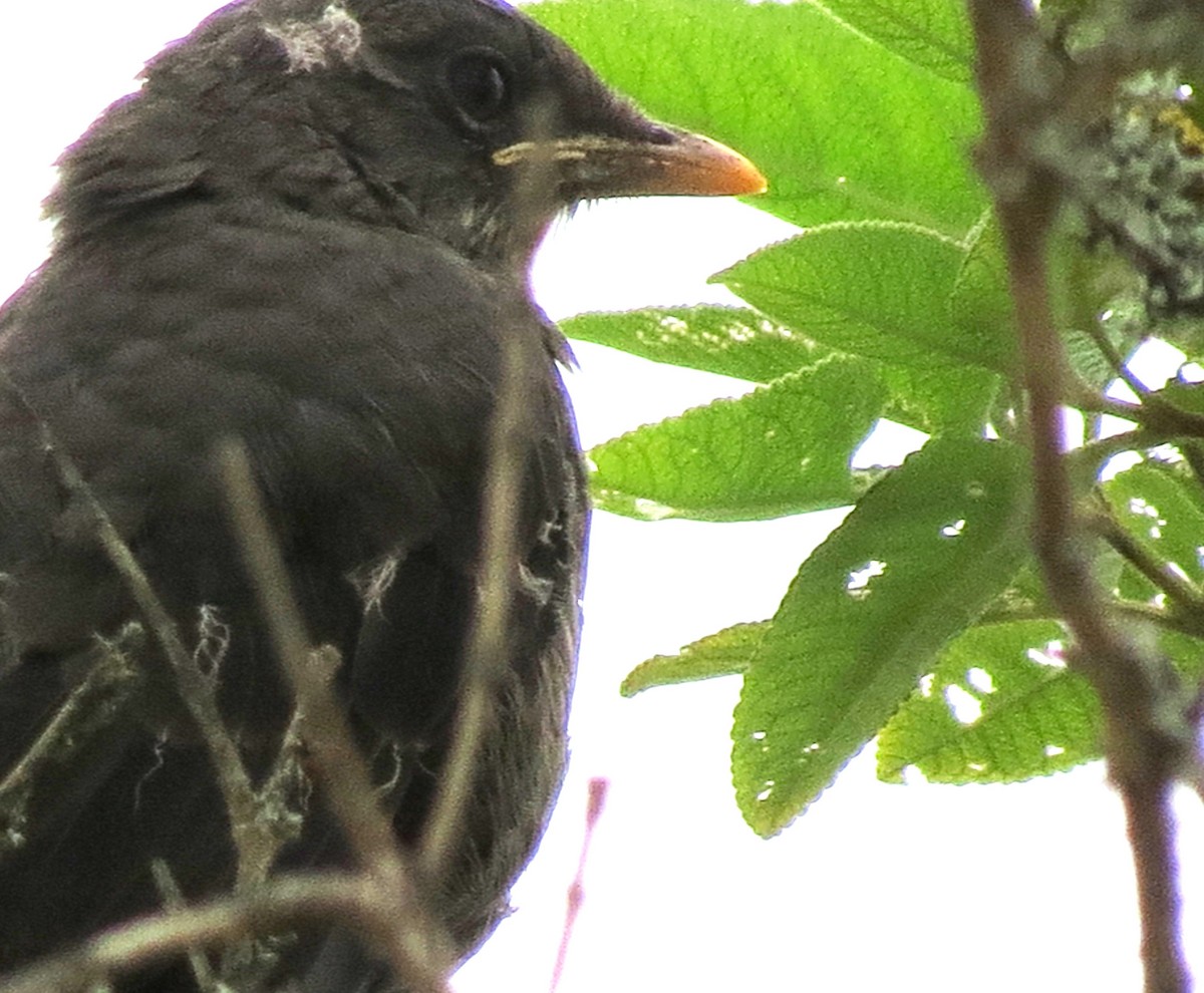 Chiguanco Thrush - Fernando Angulo - CORBIDI