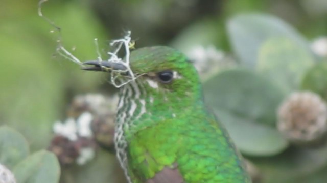 Black-tailed Trainbearer - ML216051051