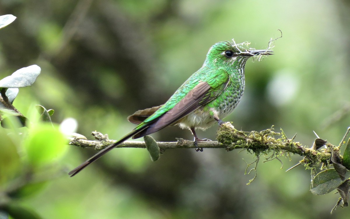 Black-tailed Trainbearer - Fernando Angulo - CORBIDI