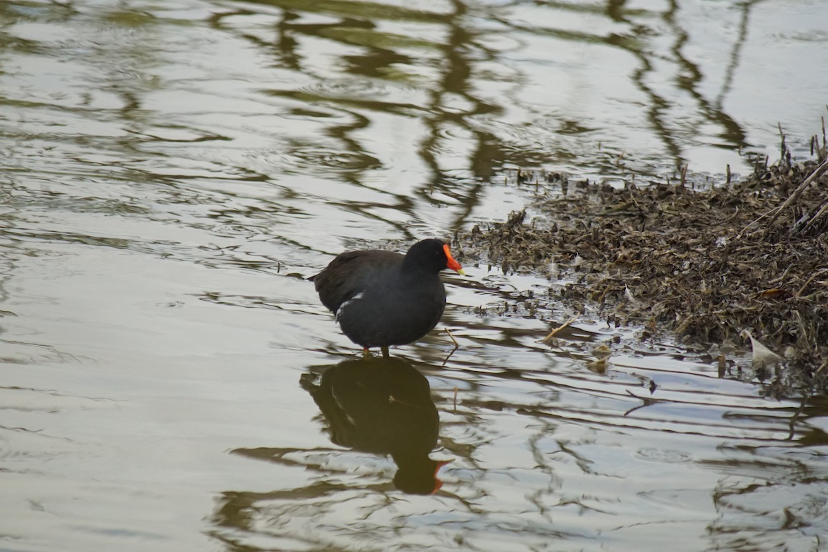 Common Gallinule - ML216053961