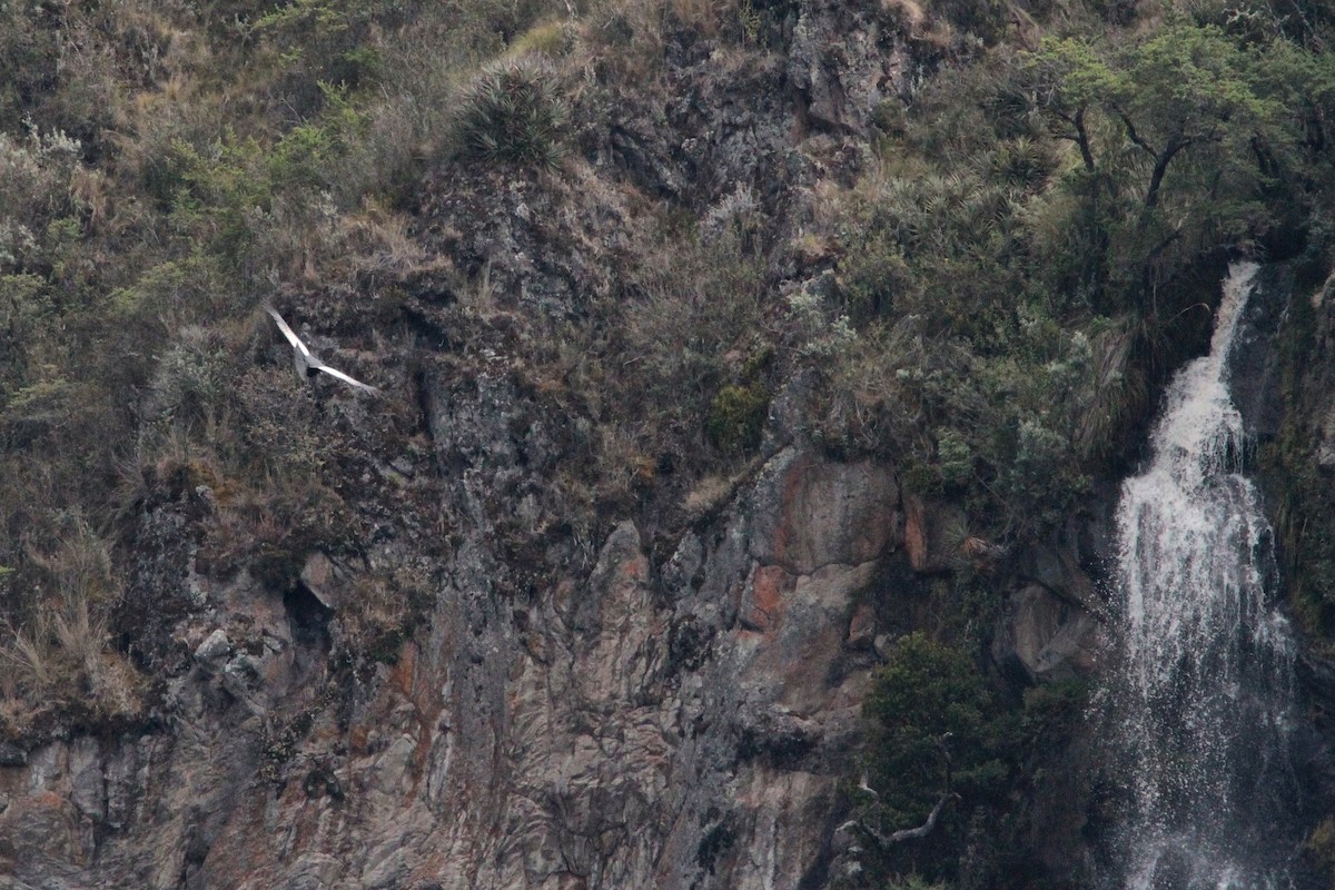 Condor des Andes - ML216054531