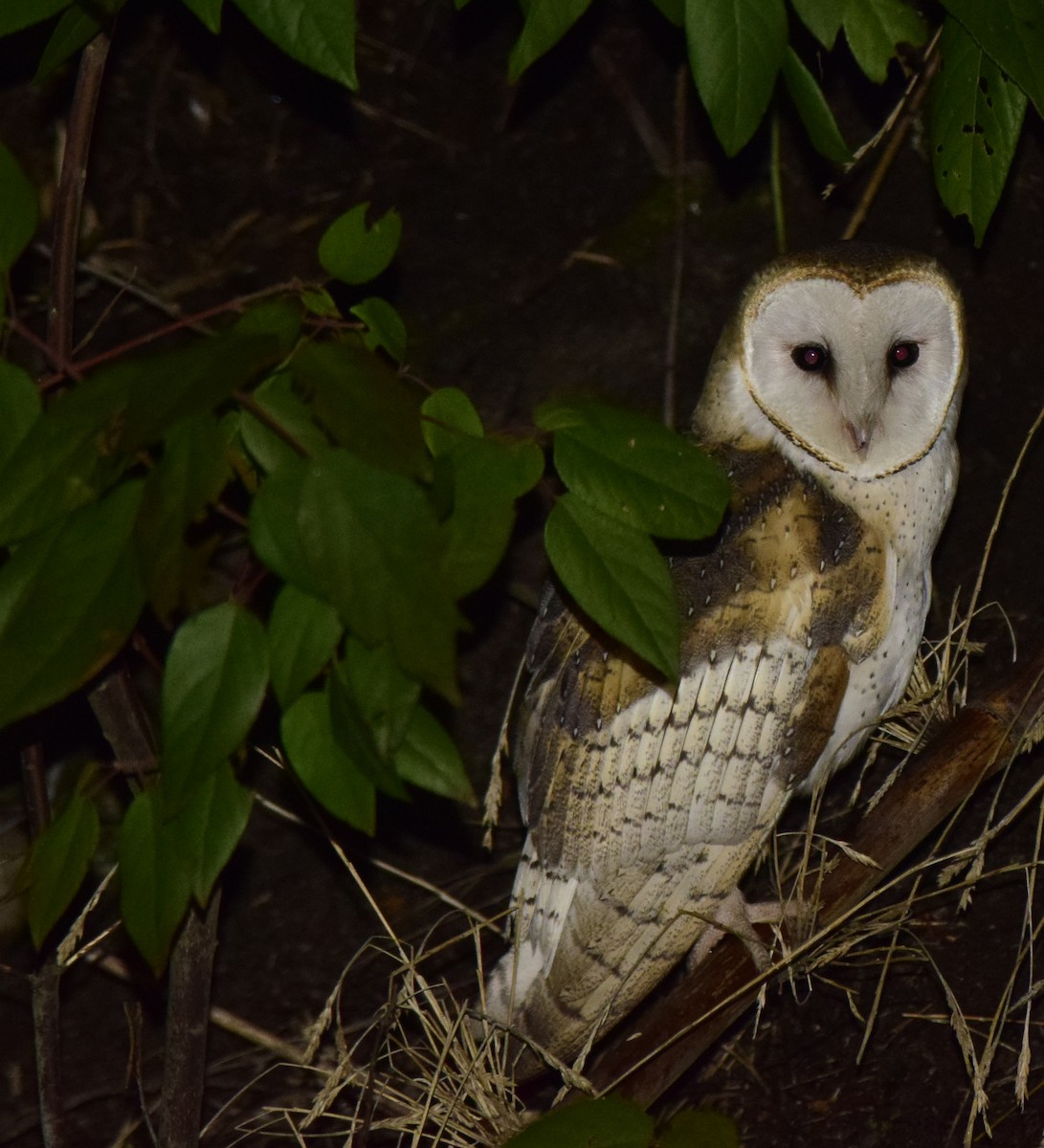 Barn Owl - ML216055871