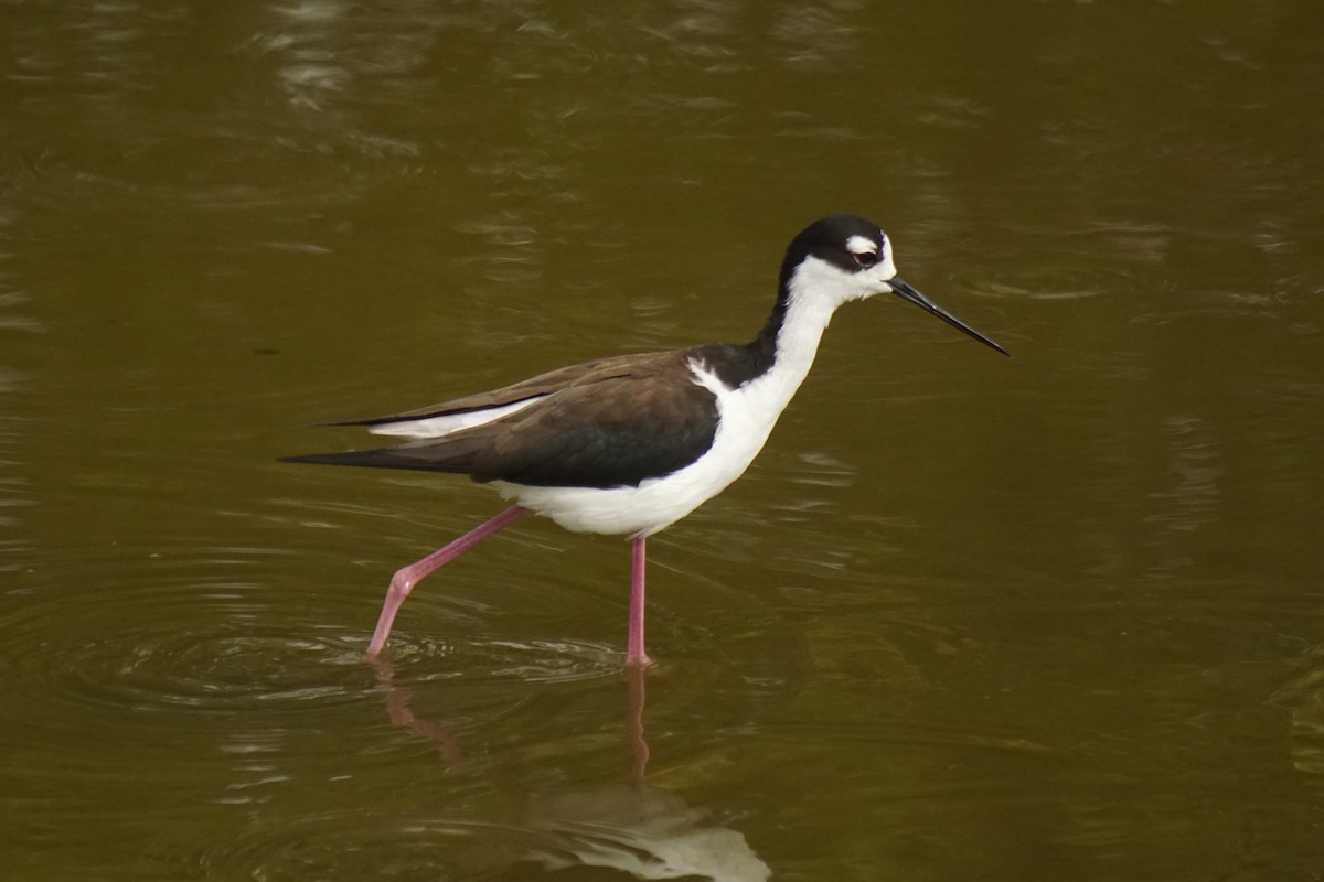 Black-necked Stilt - ML216056171