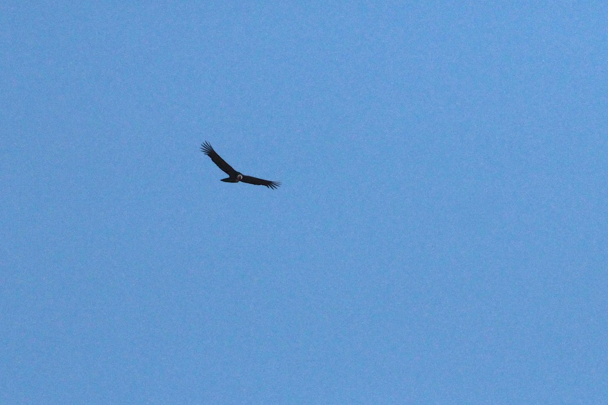 Condor des Andes - ML216056271