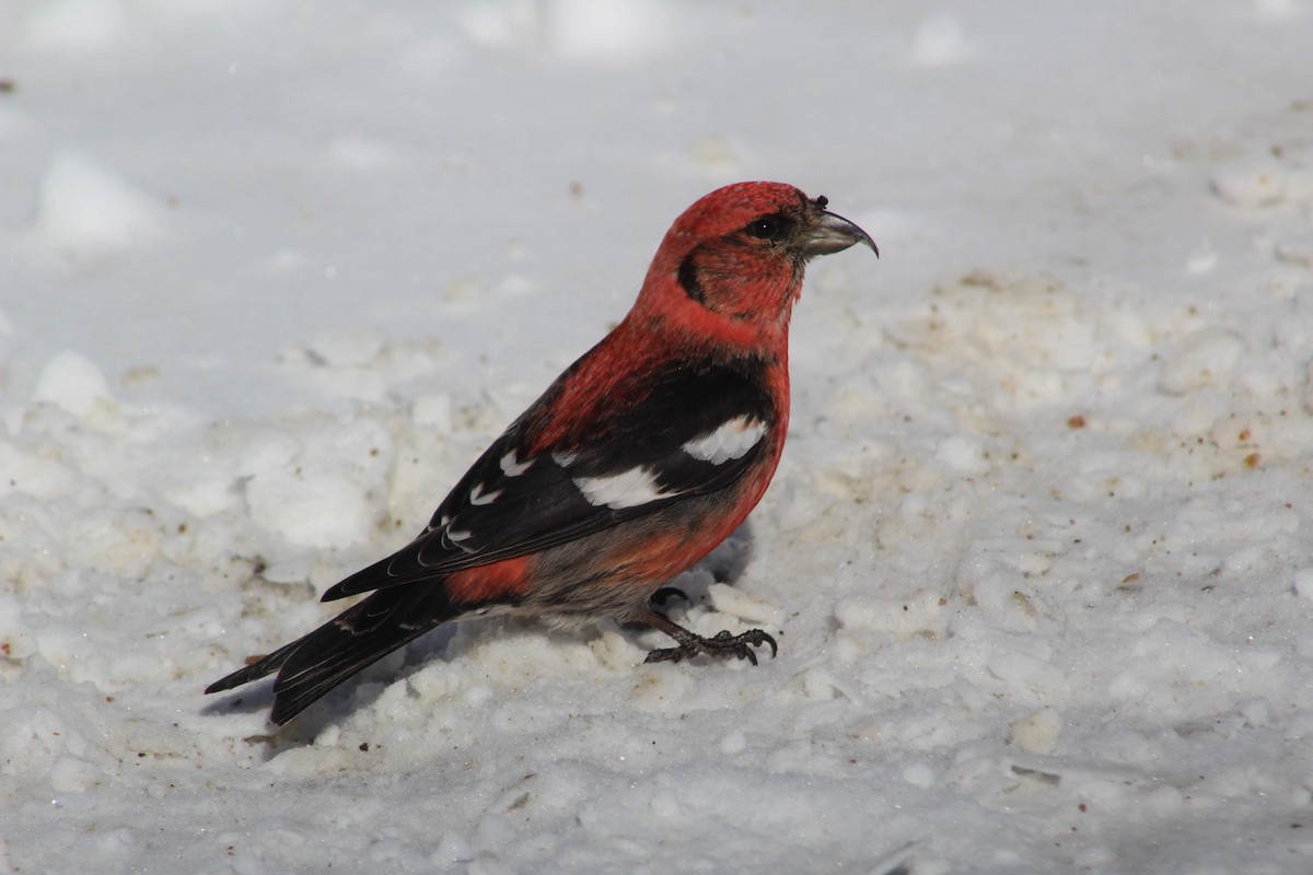 White-winged Crossbill - William Dulac
