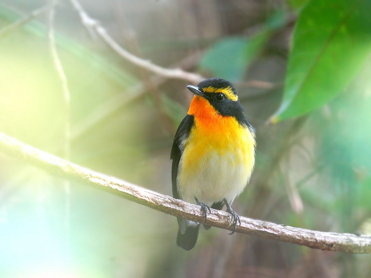 Narcissus Flycatcher - ML216059351