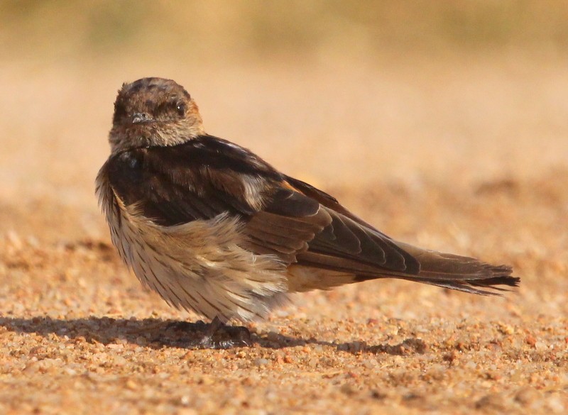 Eastern Red-rumped Swallow (Daurian) - ML216059801