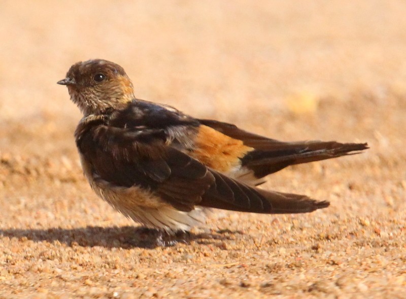 Eastern Red-rumped Swallow (Daurian) - ML216059851