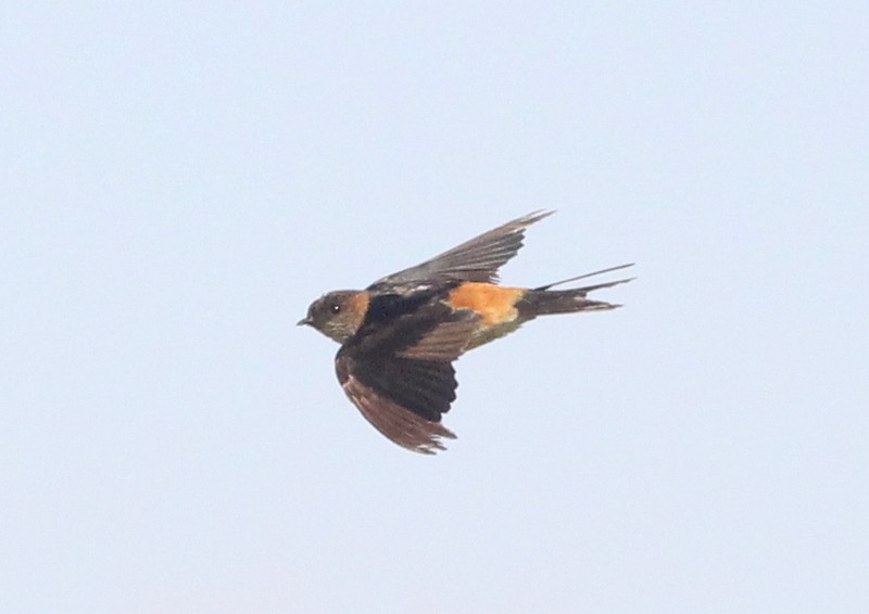 Eastern Red-rumped Swallow (Daurian) - ML216059881