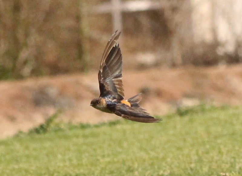 Eastern Red-rumped Swallow (Daurian) - ML216059891