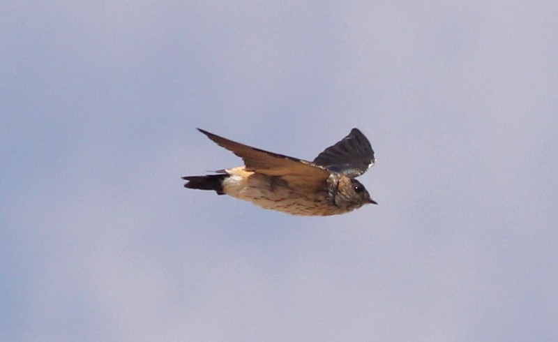 Eastern Red-rumped Swallow (Daurian) - ML216061381