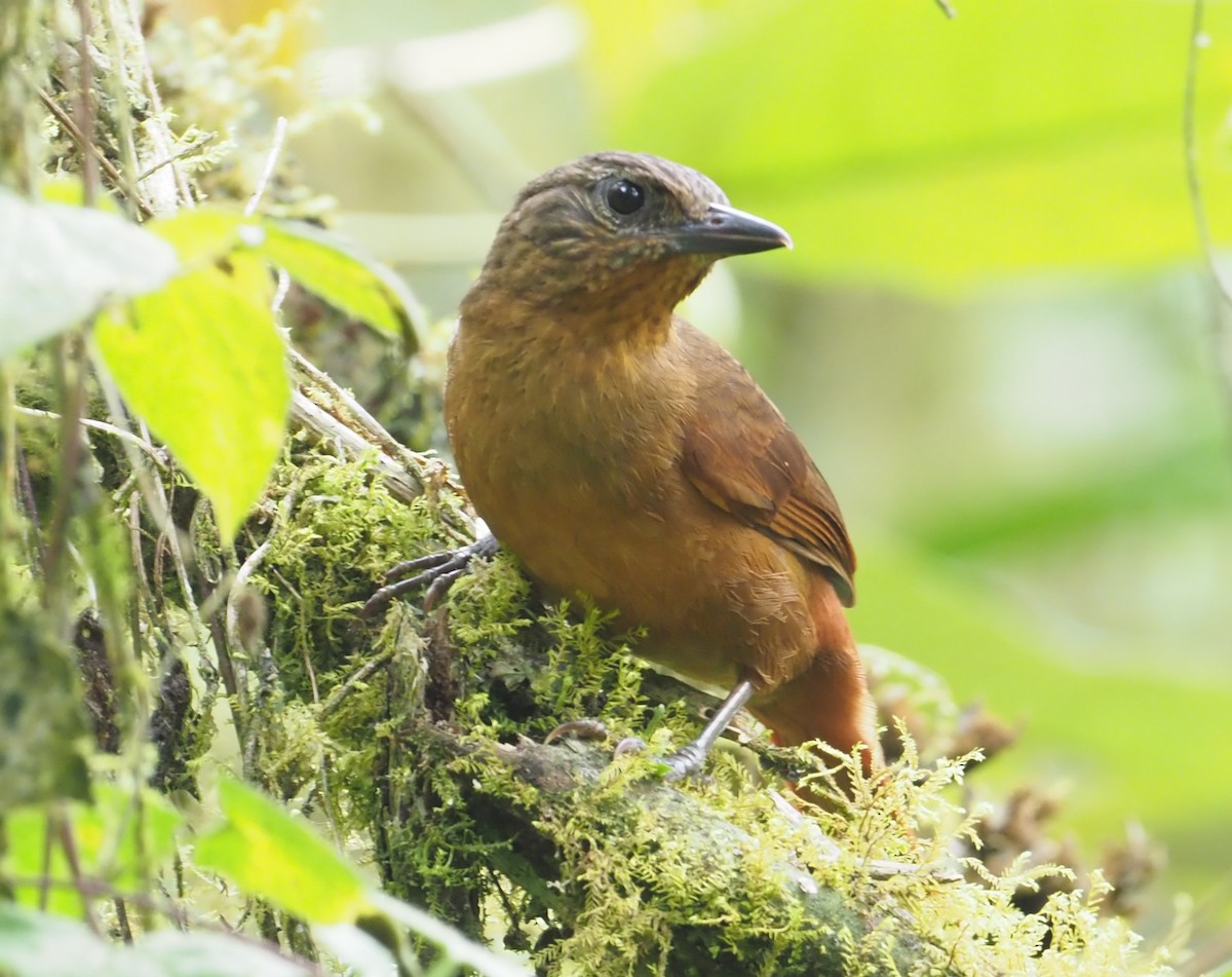 Streak-capped Treehunter - ML216061711