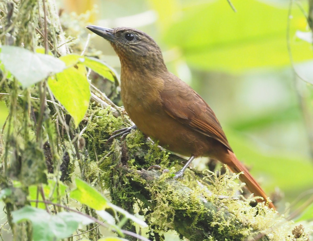 Streak-capped Treehunter - ML216061901