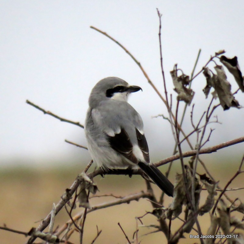 Northern Shrike - ML216062671