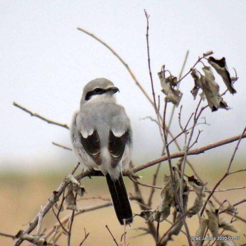 Northern Shrike - ML216062681