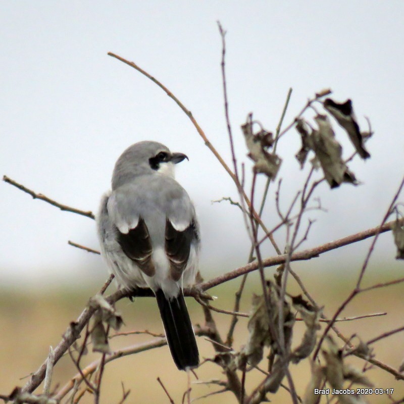 Northern Shrike - ML216062711