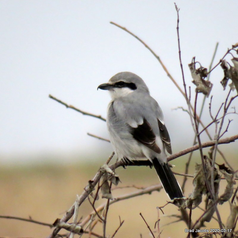 Northern Shrike - ML216062741
