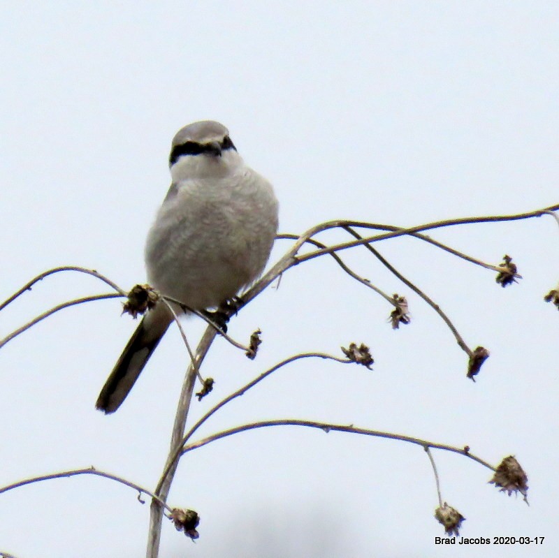 Northern Shrike - ML216062811