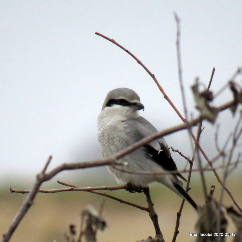 Northern Shrike - ML216063021