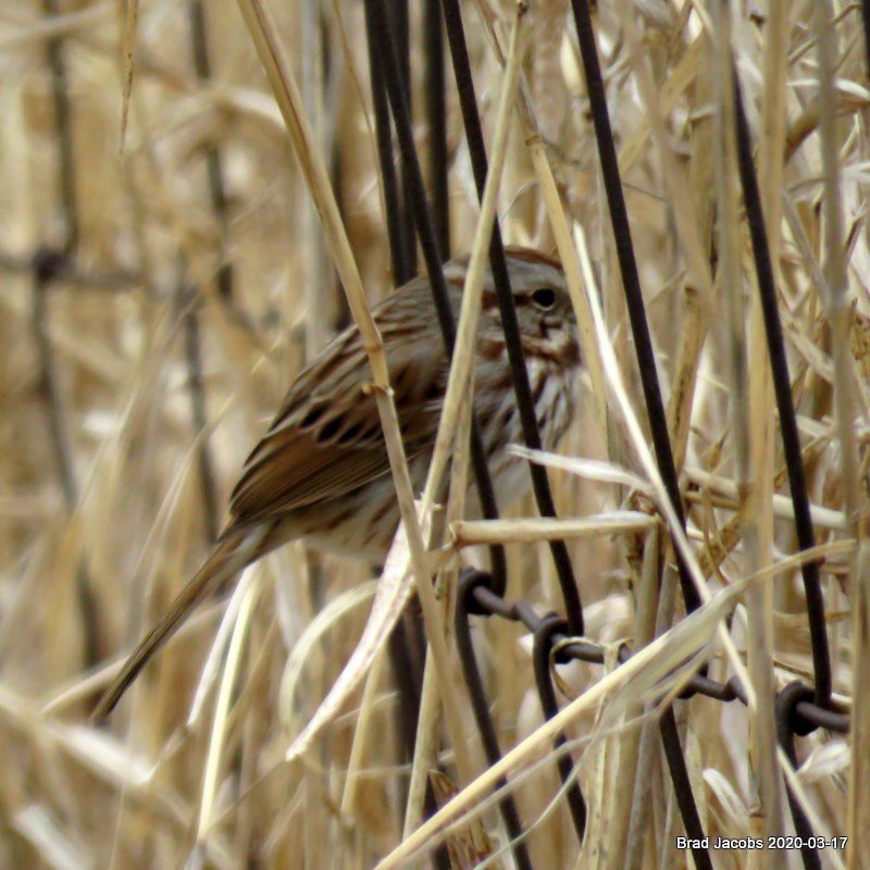 Song Sparrow - ML216063341