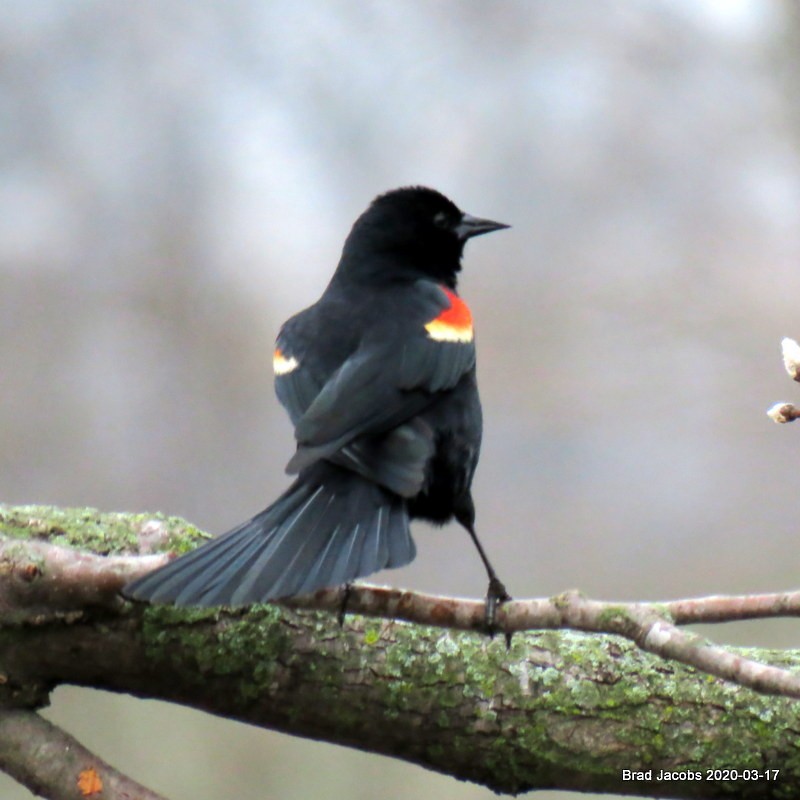 Red-winged Blackbird - ML216063471