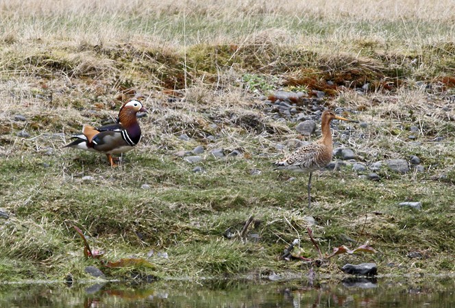 Mandarin Duck - Alex Máni Guðríðarsson