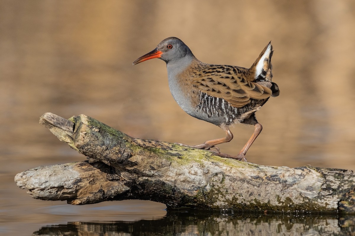 Water Rail - Stefan Hirsch