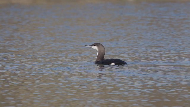 Plongeon arctique - ML216065781