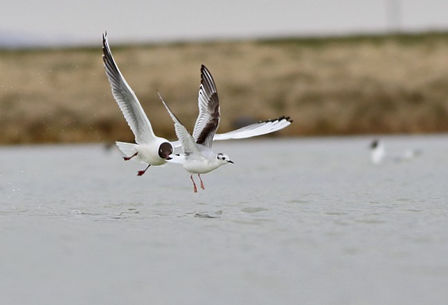 Little Gull - ML216067171