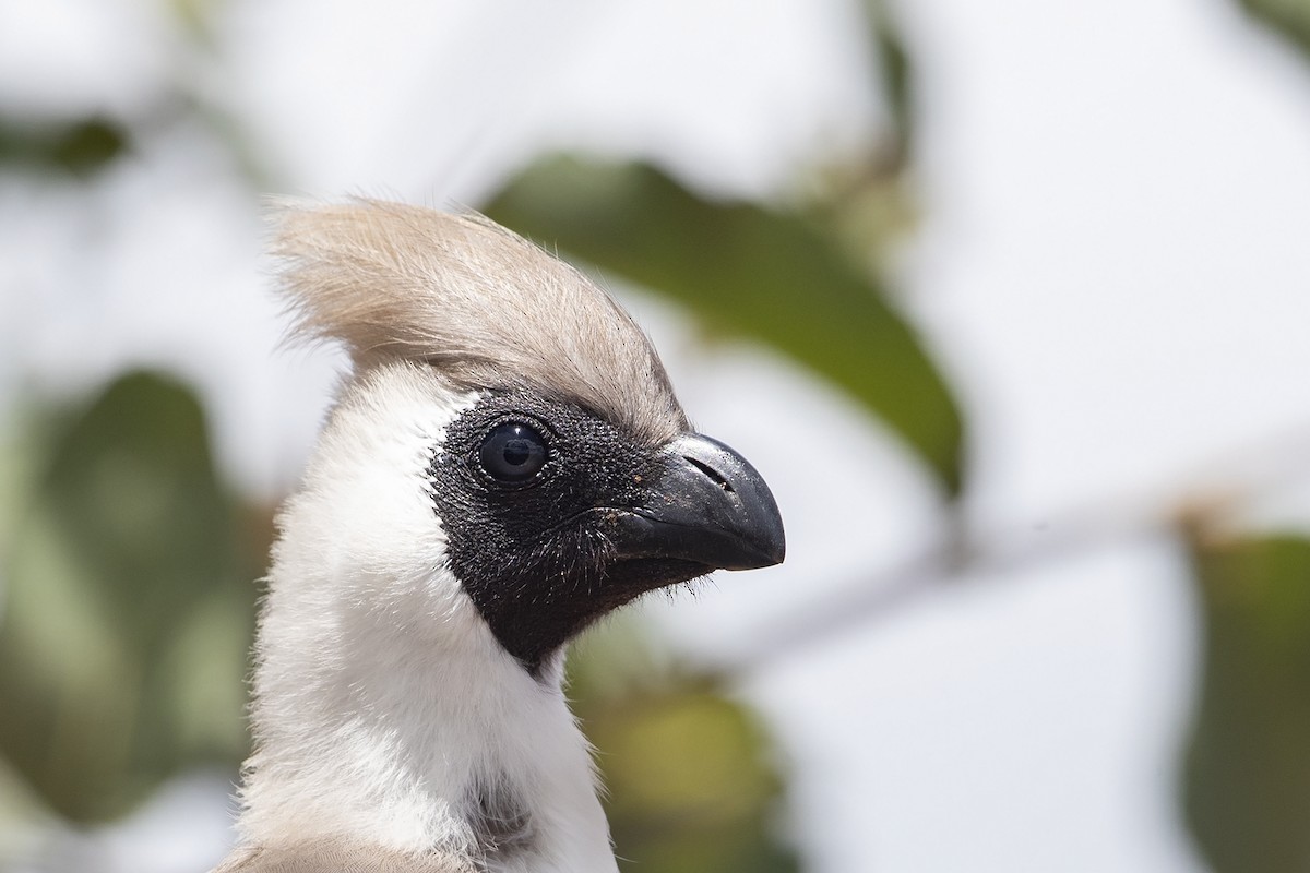 Bare-faced Go-away-bird (Black-faced) - Niall D Perrins