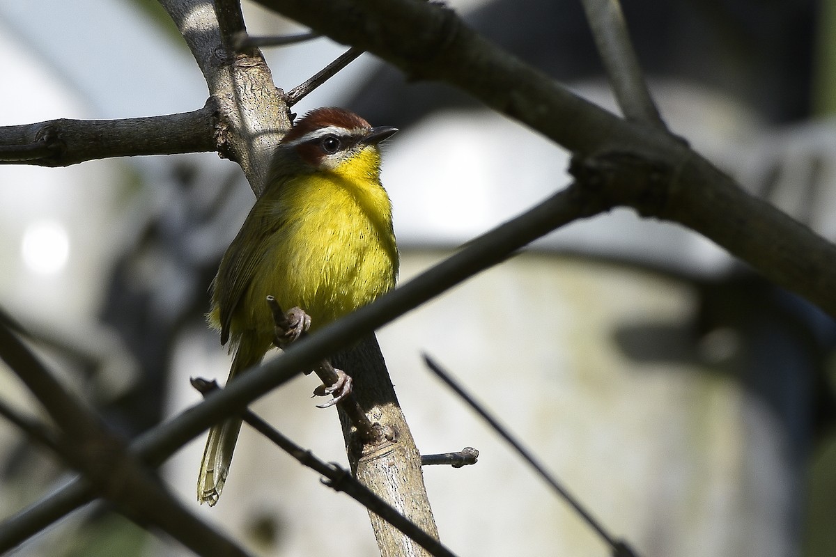 Rufous-capped Warbler - ML216069581