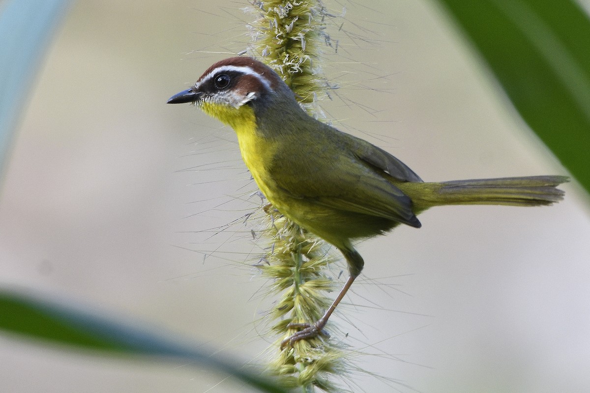 Rufous-capped Warbler - ML216069701