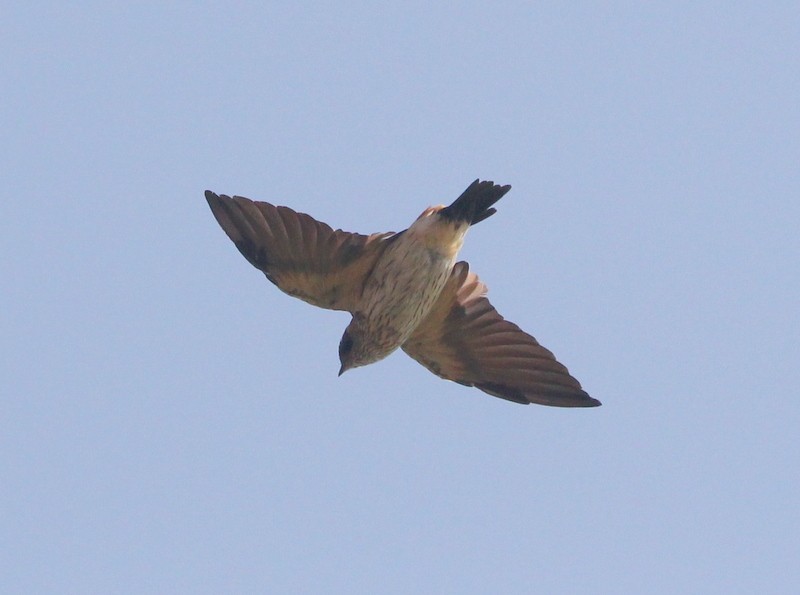 Eastern Red-rumped Swallow (Daurian) - ML216069891