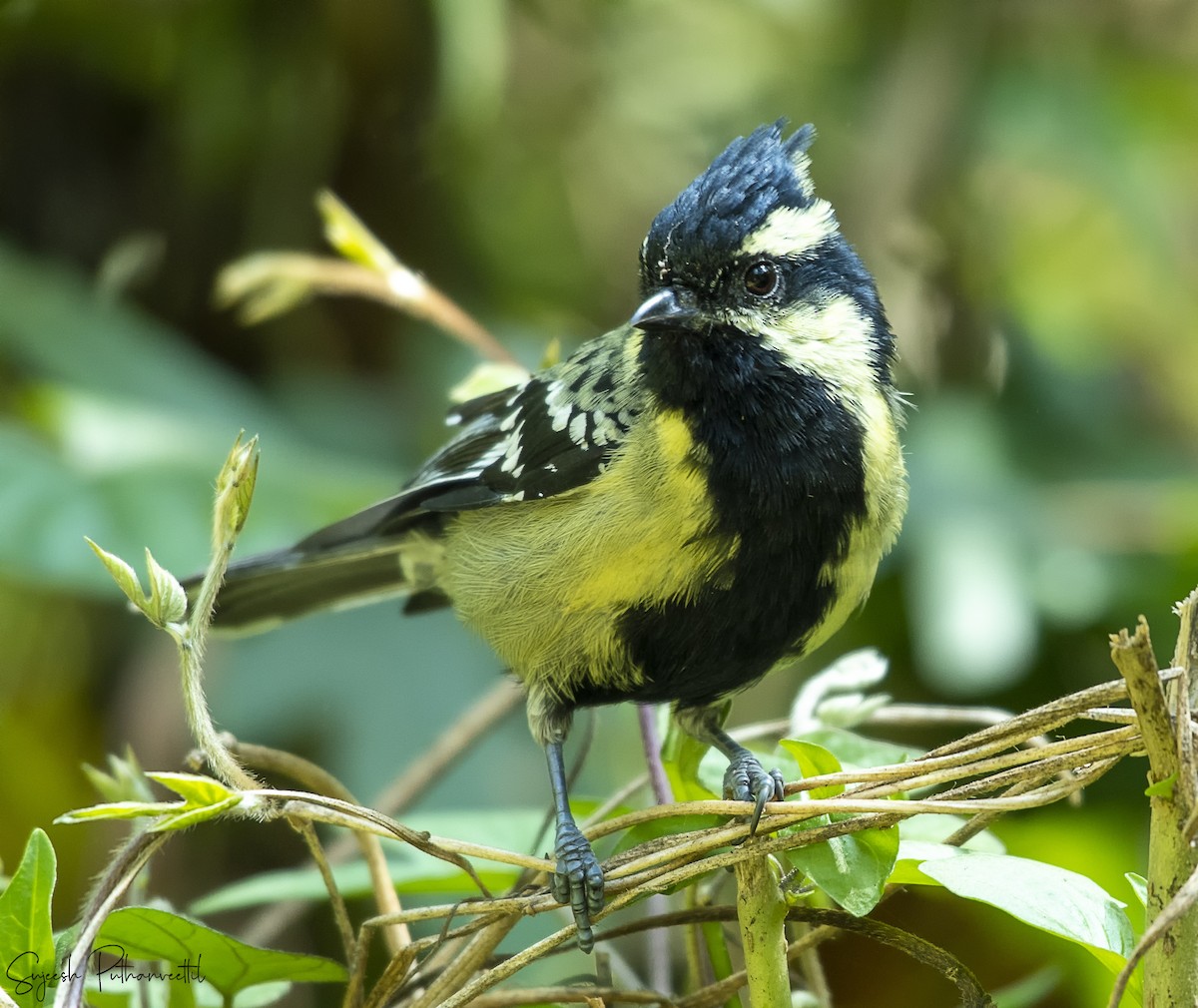 Indian Yellow Tit - Sujeesh P