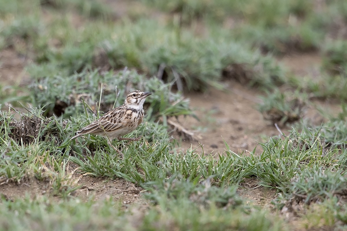 Short-tailed Lark - Niall D Perrins