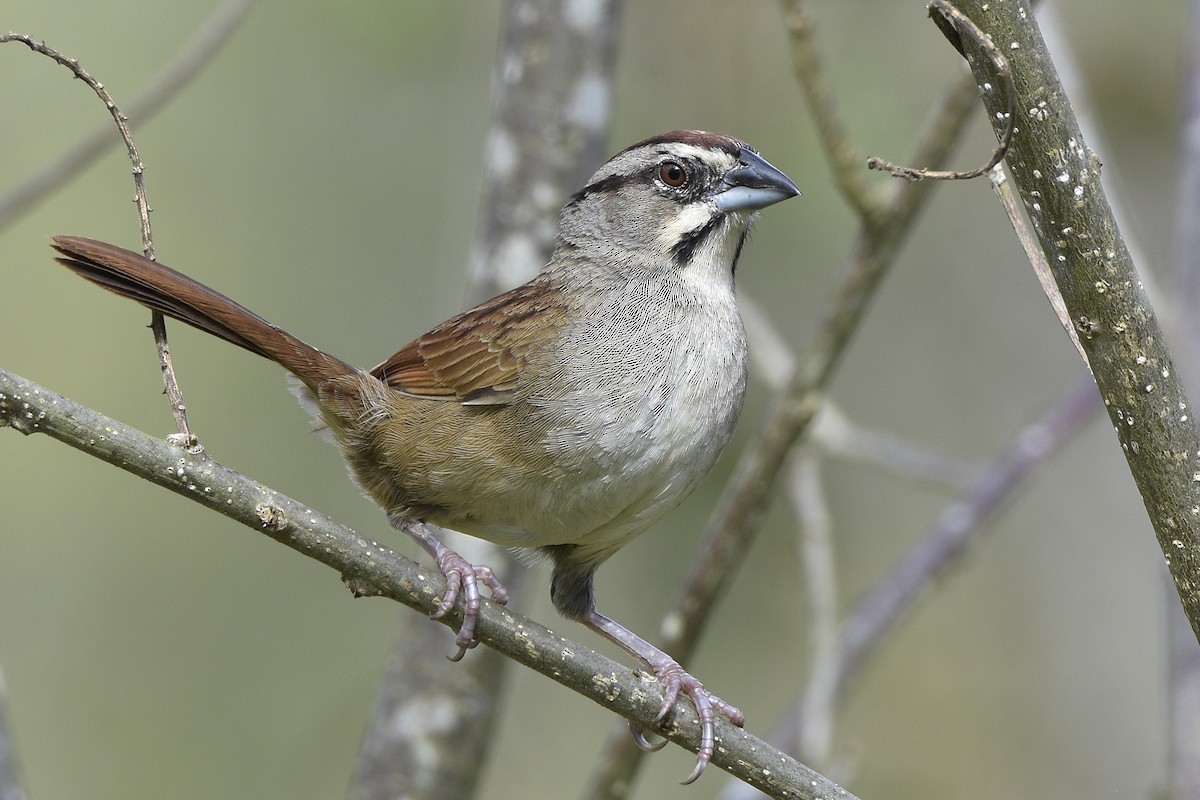 Rusty Sparrow - ML216071521