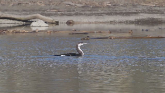 黑喉潛鳥 - ML216072691