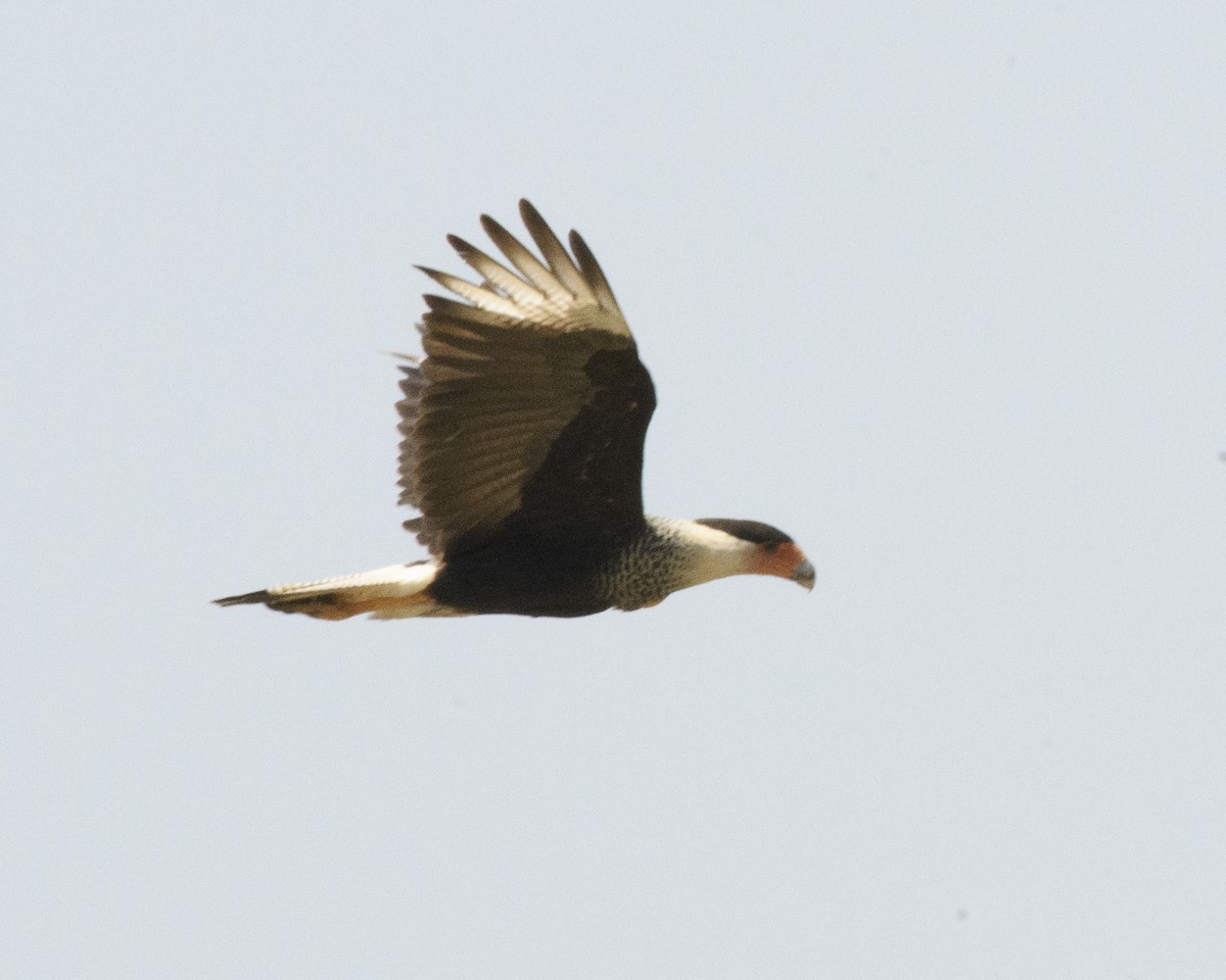 Crested Caracara (Northern) - ML216072751