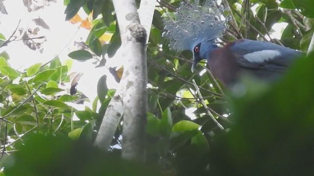 Victoria Crowned-Pigeon - ML216072891