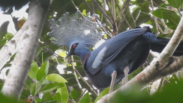 Victoria Crowned-Pigeon - ML216073011