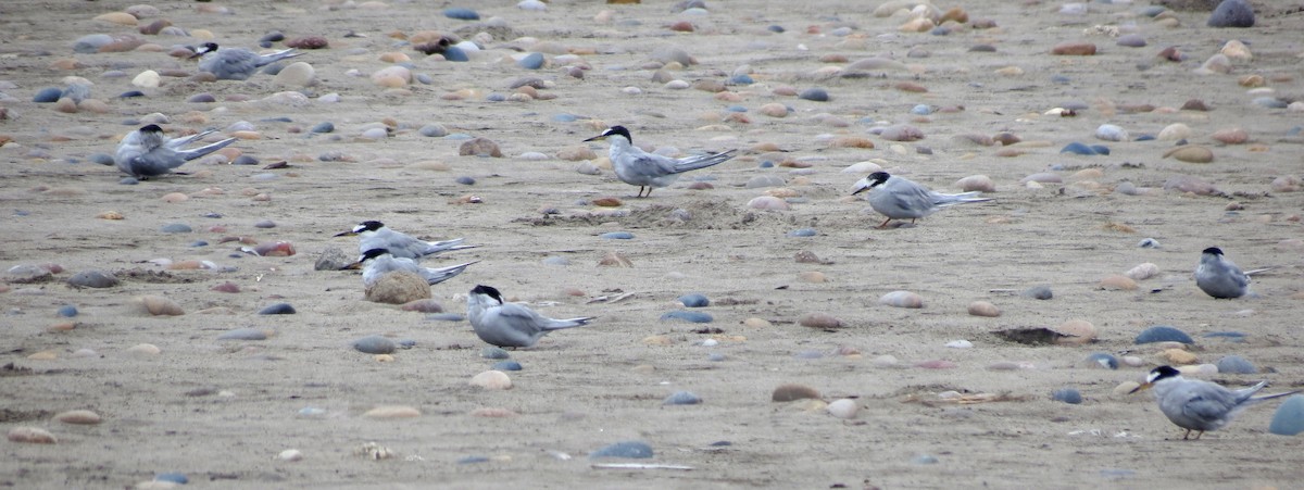 Peruvian Tern - ML216073121