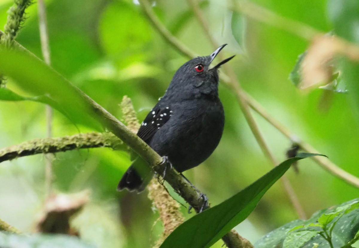 Esmeraldas Antbird - Stephan Lorenz / Rockjumper Birding Tours