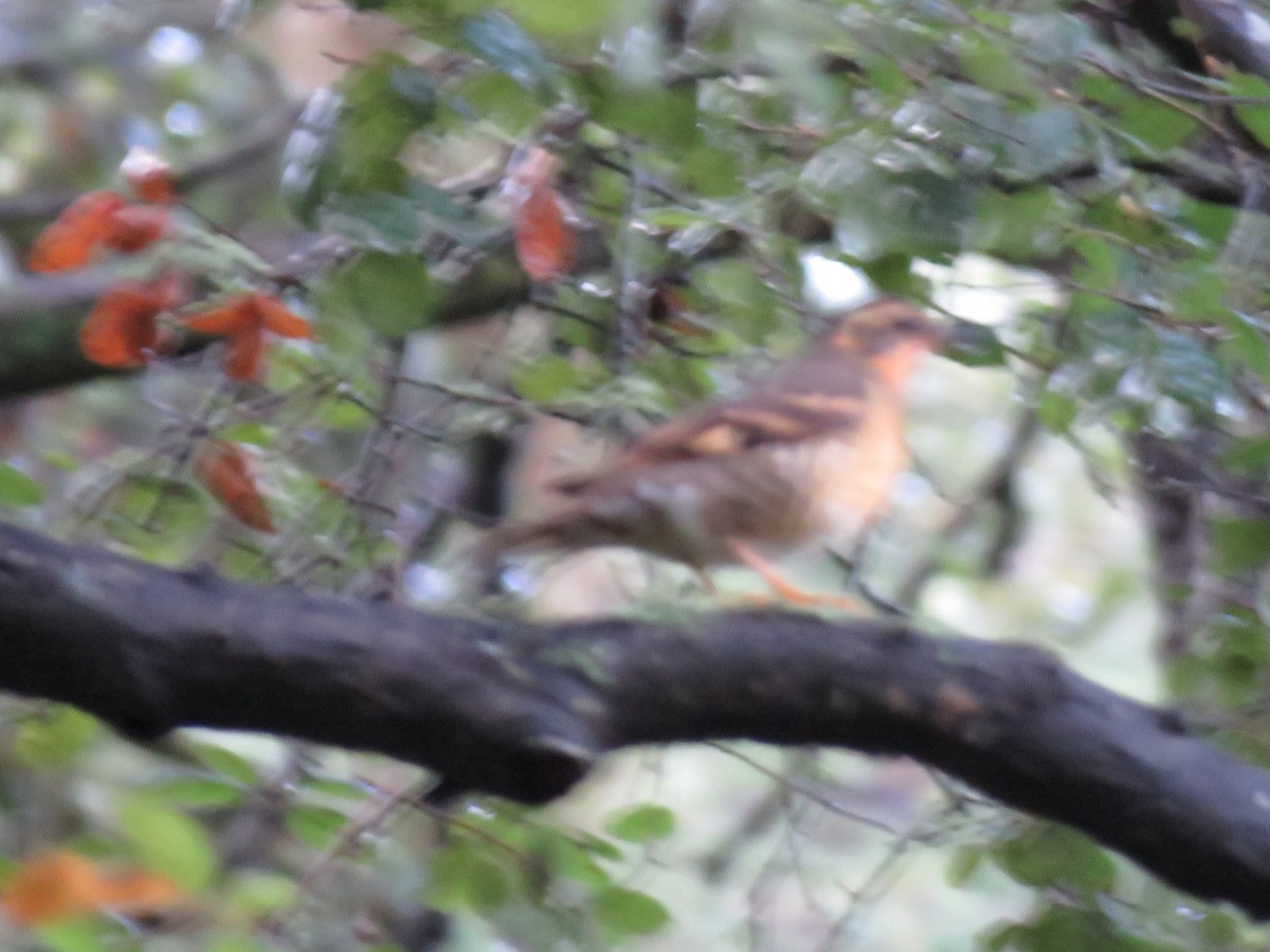 Varied Thrush - ML216075161