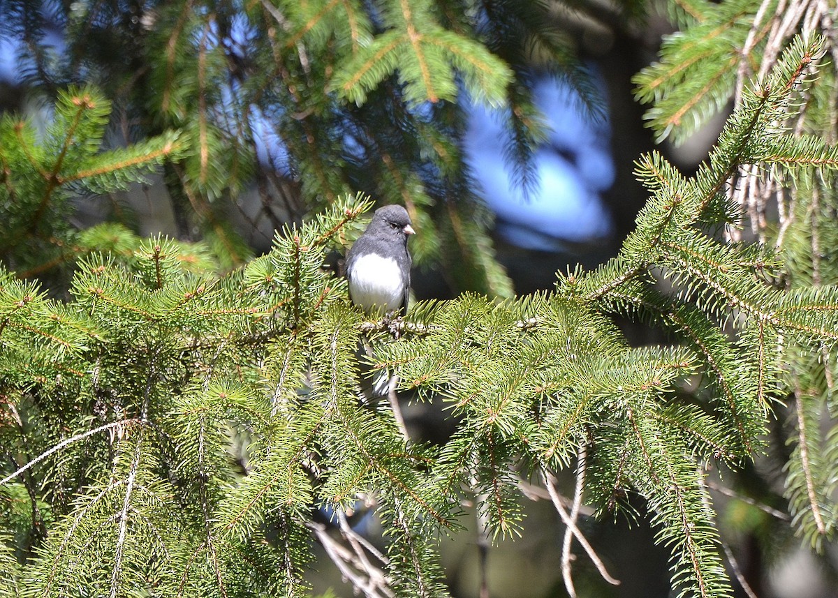 Dark-eyed Junco - ML216076131