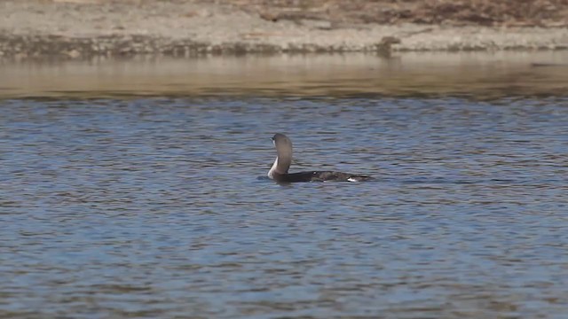 Arctic Loon - ML216077071