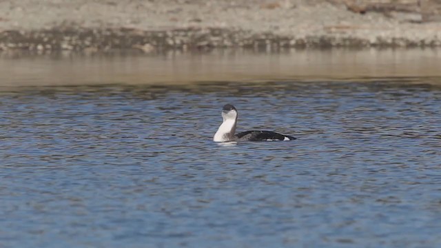 Arctic Loon - ML216077191