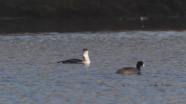 Arctic Loon - ML216077611