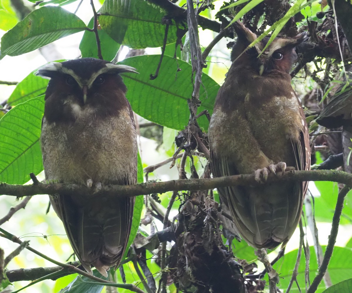 Crested Owl - ML216077801